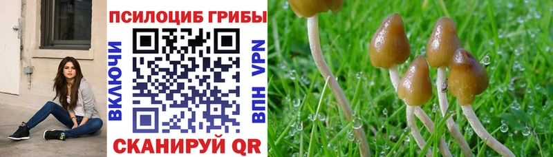 мориарти какой сайт  Снежногорск  Псилоцибиновые грибы Psilocybe  наркотики 